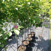 Cseresznye - Kleparowska, Prunus cerasus 130 - 150 cm, folyt. 8 l