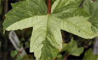 Hegyi juhar Leopoldi, Acer pseudoplatanus 180 – 220 cm, kont. 7l