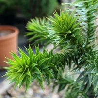 Araucaria fenyő Araucaria araucana, kont. C15,  50 - 90 cm