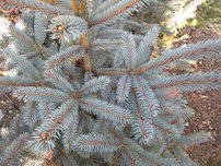 Ezüstfenyő  Fat Albert, Picea pungens, kont. C5, 40-50 cm