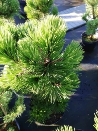 Balkáni páncélfenyő, Pinus leucodermis – heldreichii,  40 - 50 cm, kont. 3l