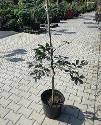 Közönséges bükk Purpurea Pendula,Fagus sylvatica 100 - 160 cm, kont. 20l