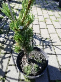 Japán selyemfenyő Shizukagoten, Pinus parviflora, kont. C3, 30-40 cm