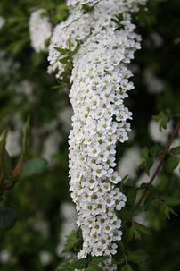 Gyöngyvessző, Spiraea arguta, 20 cm, kont.