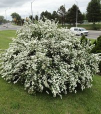 Kerti gyöngyvessző, Spiraea × vanhouttei,  20 cm, kont. 2l.