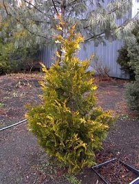 Fonalas tuja Sunshine, Thuja plicata, 60 - 70 cm, kont. 3l