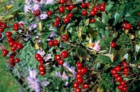Egybibés galagonya Compacta, Crataegus monogyna, 110 – 120 cm, kont. 5l