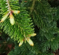 Kaukázusi jegenyefenyő Pendula Abies nordmanniana 30 - 40 cm, kont 3l