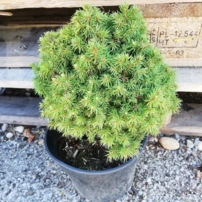 Ezüstfenyő Alberta Globe,	Picea glauca 15 - 20 cm, kont. 3l