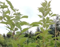 Japán cseresznye Amanogawa,  Prunus serrulata 120 - 180 cm, kont. 5I