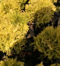 Nyugati tuja Amber Glow, Thuja occidentalis 15 - 25 cm, kont. 3l