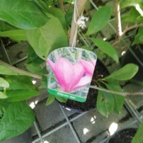 Magnolia Ann, Magnolia  40 - 60 cm, kont. 3l