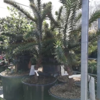 Araucaria fenyő Araucaria araucana, kont. C15,  50 - 90 cm