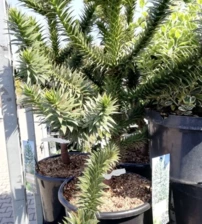 Araucaria fenyő Araucaria araucana, kont. C15,  50 - 90 cm