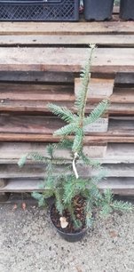 Balzsamfenyő  Argentea ,Abies balsamea, 40 - 70 cm, kont. 4l