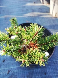 Banks fenyő Arktis, Pinus banksiana, 15 – 20 cm, kont. 3l