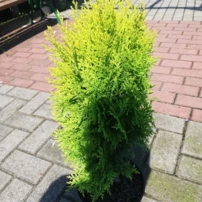 Keleti tuja  Aurea nana, Platycladus orientalis 40 - 50 cm, kont. 3l