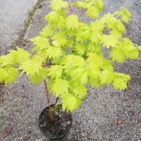 Japán Juhar Aureum, Acer shirasawanum, kont. C2,  40-60 cm