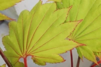 Japán Juhar Aureum, Acer shirasawanum, kont. C2,  40-60 cm