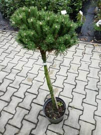 Havasi törpefenyő Benjamin, Pinus mugo, 50 - 80 cm, kont. 7l