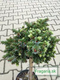 Szerb lucfenyő  Peve Tijn, Picea omorika 20 - 35 cm, kont. 3l