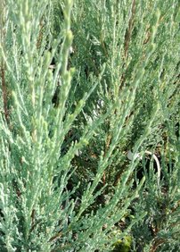 Oregoni boróka Blue Arrow, Juniperus scopulorum, 40 - 60 cm, kont. 3l