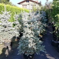 Ezüstfenyő Blue Diamond, Picea pungens, 150 - 185 cm, kont. 20l
