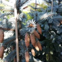 Ezüstfenyő Blue Diamond, Picea pungens, 150 - 185 cm, kont. 20l