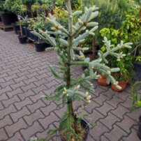 Fekete luc Beissneri, Picea mariana, 20 - 80 cm, kont. 3l