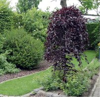 Közönséges bükk Purpurea Pendula,Fagus sylvatica 150 - 170 cm, kont. 5l