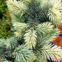 Ezüstfenyő  Bialobok, Picea pungens 50- 55 cm, kont. 3l