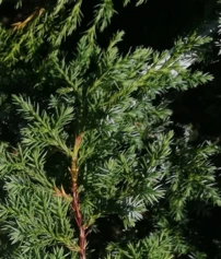 Kínai boróka Blue Alps, Juniperus chinensis 40 - 50 cm, kont. 3l