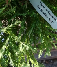 Nyugati tuja Mr Bowling Ball,  Thuja occidentalis , 20 – 30 cm, kontajner 3l