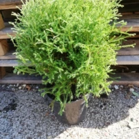 Nyugati tuja Mr Bowling Ball,  Thuja occidentalis , 20 – 30 cm, kontajner 3l