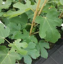 Közönséges füge Brown Turkey, Ficus Carica, 130 – 180 cm, kont. 5l