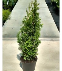 Nyugati tuja Brobeck Tower, Thuja occidentalis 30 - 40 cm, kont. 3l