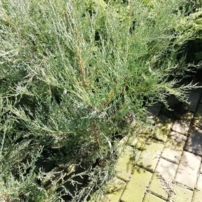 Virginiai Boróka Burkii, Juniperus virginiana 50 - 70 cm, kont. 3l