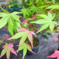 Cascade Ruby Juhar, Acer palmatum , kontajner C 3, +70 cm