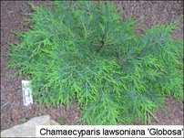 Oregoni hamisciprus Globosa, Chamaecyparis lawsoniana 30 - 40 cm, kont. 3l