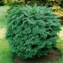 Oregoni hamisciprus Globosa, Chamaecyparis lawsoniana 30 - 40 cm, kont. 3l