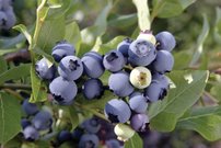 Kékáfonya Chandler, Vaccinium corymbosum kont. 1l