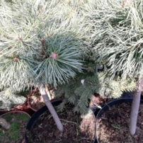 Erdeifenyő Chantry Blue, Pinus sylvestris, törzsek, 30 - 35 cm, kont. 10l