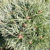Erdeifenyő Chantry Blue, Pinus sylvestris, törzsek, 30 - 35 cm, kont. 10l