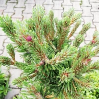 Erdeifenyő Chantry Blue, Pinus sylvestris, törzsek 30 - 40 cm, kont. 3l