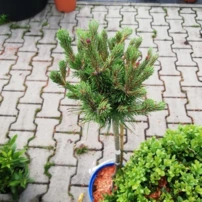 Erdeifenyő Chantry Blue, Pinus sylvestris, törzsek 30 - 40 cm, kont. 3l