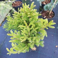 Közönséges lucfenyő Compacta, Picea abies  30 - 40 cm, kont. 3l