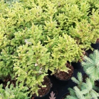 Közönséges lucfenyő Compacta, Picea abies  30 - 40 cm, kont. 3l