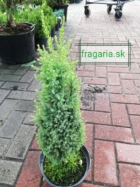 Közönséges boróka Compressa, Juniperus communis 20 - 35 cm, kont. 3l