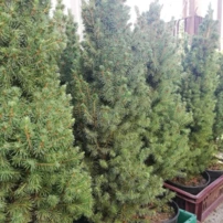 Cukorsüvegfenyő Conica, Picea glauca 40 - 60 cm, kont. 3l