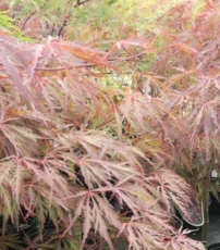 Japán juhar Crimson Queen, Acer palmatum , 80 – 100 cm, kont. C12